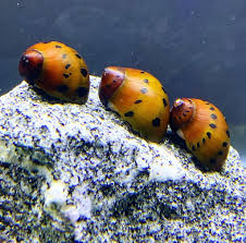 Tiger Nerite Snail (Neritina natalensis) - Live Fish
