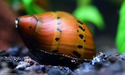 Tiger Nerite Snail (Neritina natalensis) - Live Fish