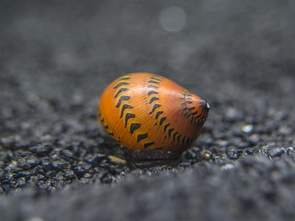 Tiger Nerite Snail (Neritina natalensis) - Live Fish