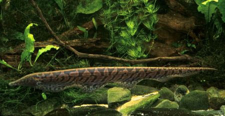 Ossa Knifefish (Sternopygus ossa) - Live Fish