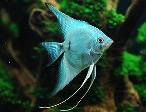 Blue Blushing Angelfish (Pterophyllum scalare) -Live Fish