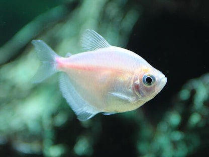 White Skirt Tetra (Gymnocorymbus ternetzi)