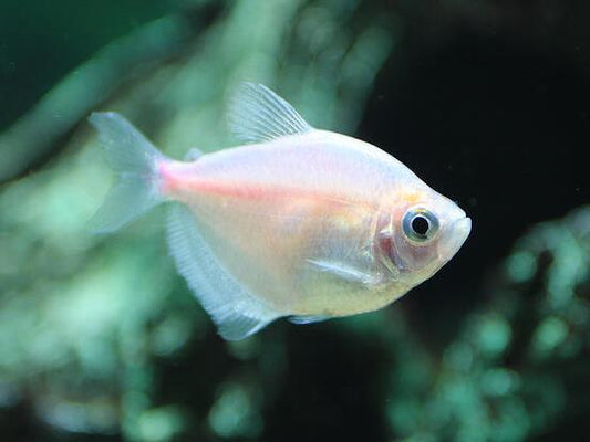 White Skirt Tetra (Gymnocorymbus ternetzi)