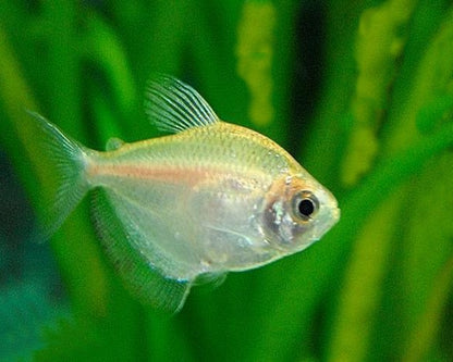White Skirt Tetra (Gymnocorymbus ternetzi)
