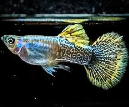 Yellow Dragon Guppy (Poecilia reticulata) - Live Fish